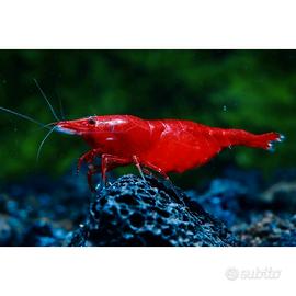Neocaridina Davidi Bloody Mary