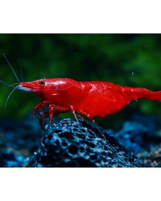 Neocaridina Davidi Bloody Mary