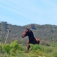 Puledro espano arabo