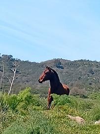 Puledro espano arabo