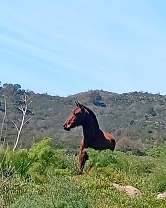 Puledro espano arabo