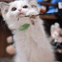 Gattino ragdoll
