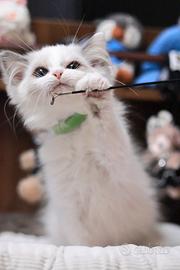 Gattino ragdoll