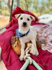 Nettuno è ancora qui