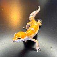 Geco leopardino
