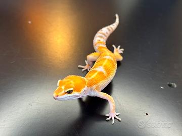 Geco leopardino