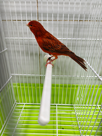 Canarini super selezionati