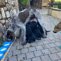 Cani meticcio cuccioli