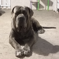 Cane corso