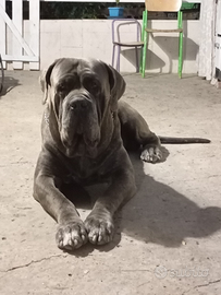 Cane corso