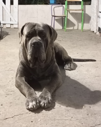 Cane corso