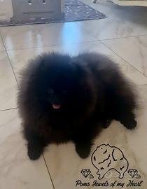 Spitz tedesco nano Pomerania