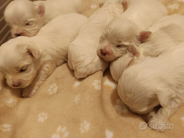 Cuccioli maltese genitori pedigree ENCI