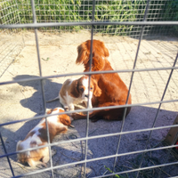 Cucciolo cavalier king bianco arancio maschio