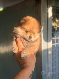 Spitz di Pomerania