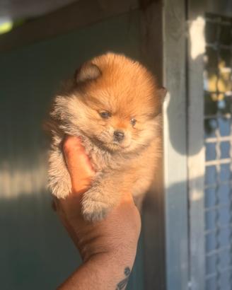Spitz di Pomerania