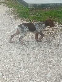 Setter inglese