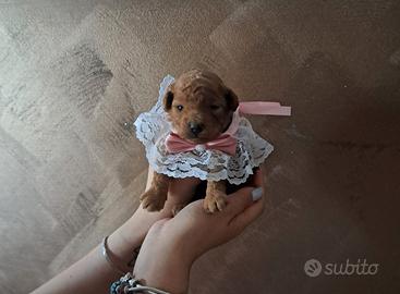Barboncino mini toy