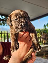 Cucciola di cane corso