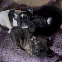 Cuccioli di Bouledogue Francesi