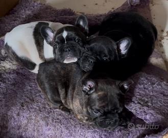 Cuccioli di Bouledogue Francesi