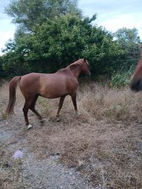 Cavallo Arabo
