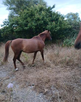 Cavallo Arabo
