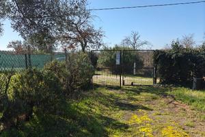 Uliveto con pozzo e recinzione