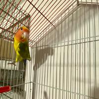 Inseparabile maschio