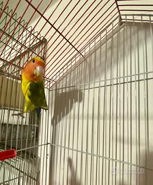 Inseparabile maschio