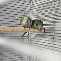 Coppia parrocchetto Monaco