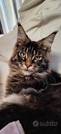 Cuccioli Maine Coon