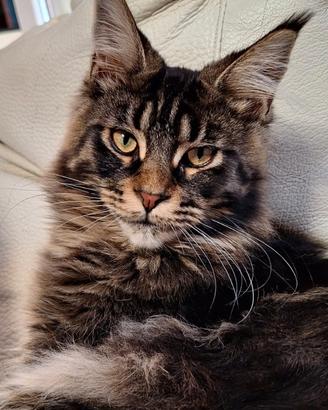 Cuccioli Maine Coon
