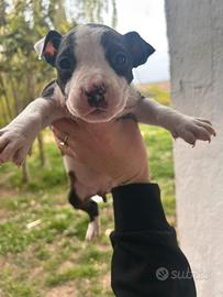 Cucciole di Amstaff