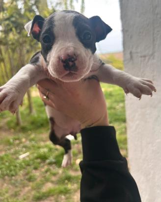 Cucciole di Amstaff