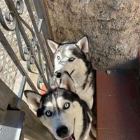 Hushy siberian