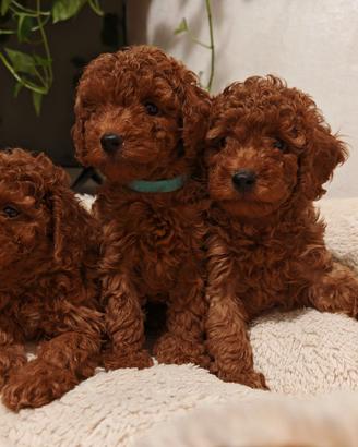 Cuccioli barboncino toy