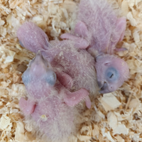 Pullo conuro del sole