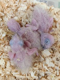 Pullo conuro del sole