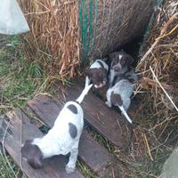 Cuccioli bracco breton tartufo