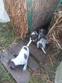 Cuccioli bracco breton tartufo