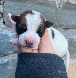 Jack Russell Terrier
