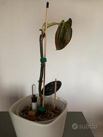 Filidendro Melanocrisum