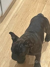Buldog francese