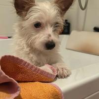 Jack russel piccola taglia