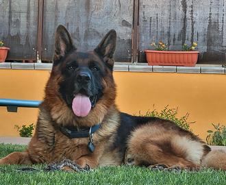 Pastore tedesco disponibile per accoppiamento