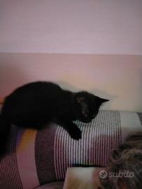 Cucciola di gattina