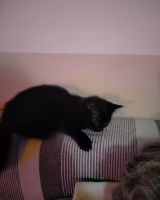 Cucciola di gattina
