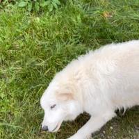 Pastore abruzzese pecore