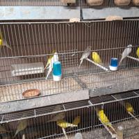 Cocorite albini e lutini pappagalli